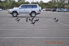 Crow and Landcruiser